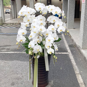 追思蝴蝶蘭盆栽